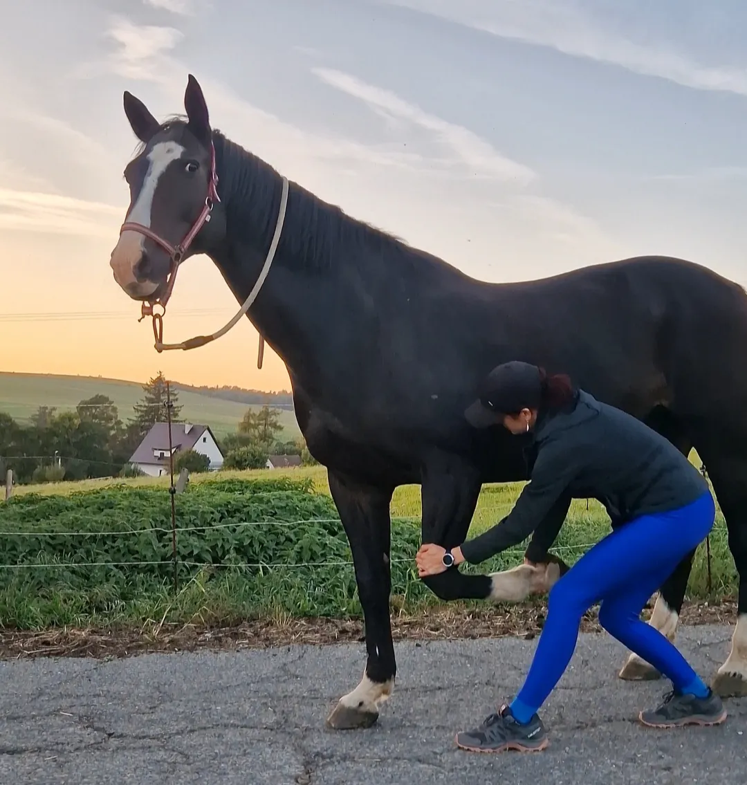 Fyzioterapie koní